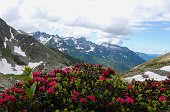 28 Cuscino di rododendri verso il Pizzo del Becco